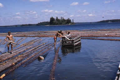 logs in bay